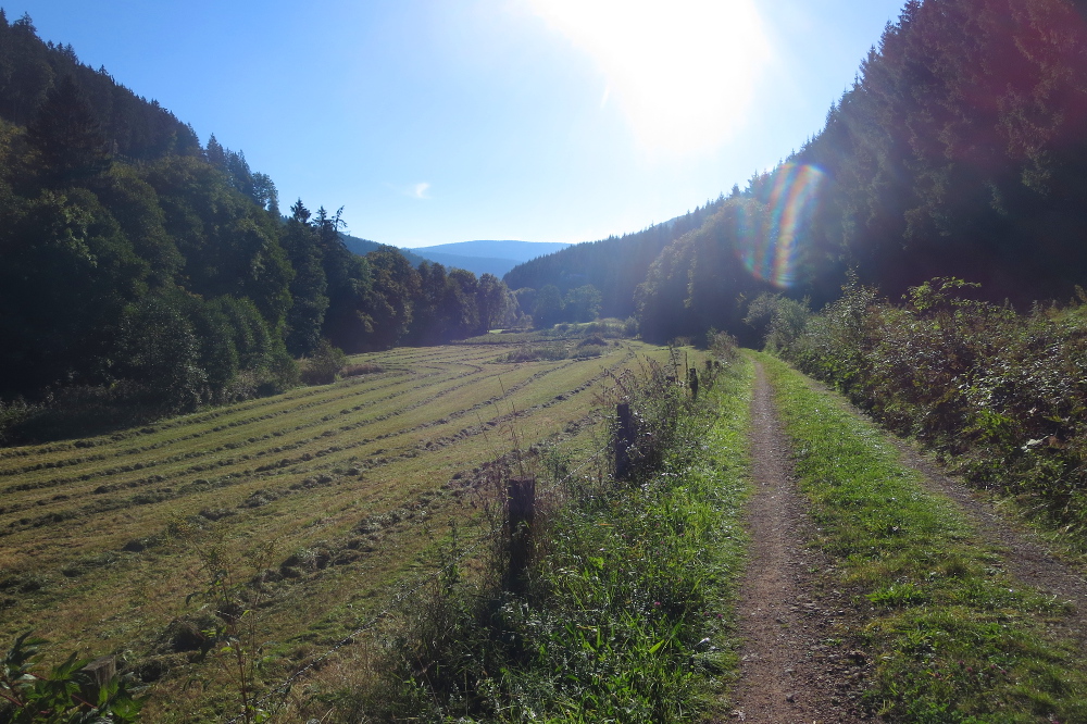 Lennesteig #09: Saalhausen - Schmallenberg - Im Milchenbachtal