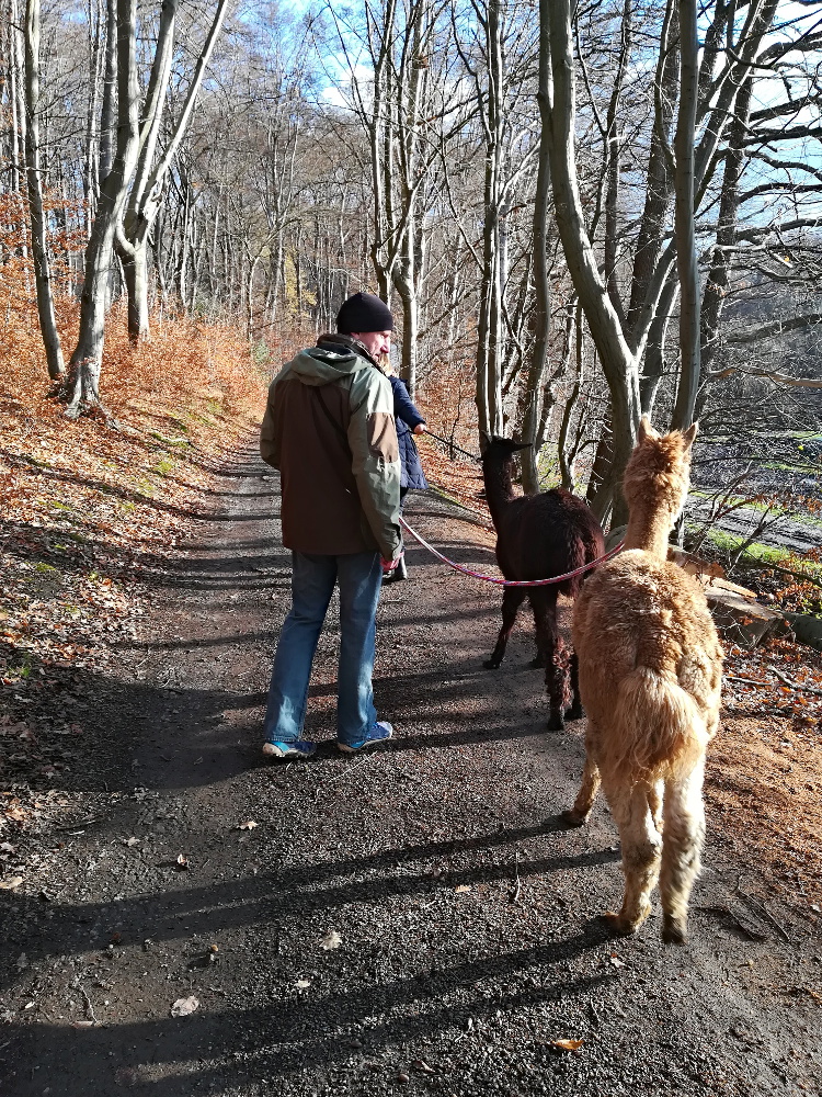 Unterwegs mit den Hügelland-Alpakas
