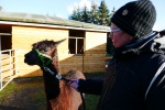 Unterwegs mit den Hügelland-Alpakas