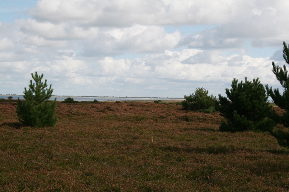 Amrum: Heidelandschaft auf der Wattseite