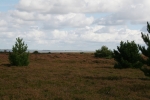 Amrum: Heidelandschaft auf der Wattseite