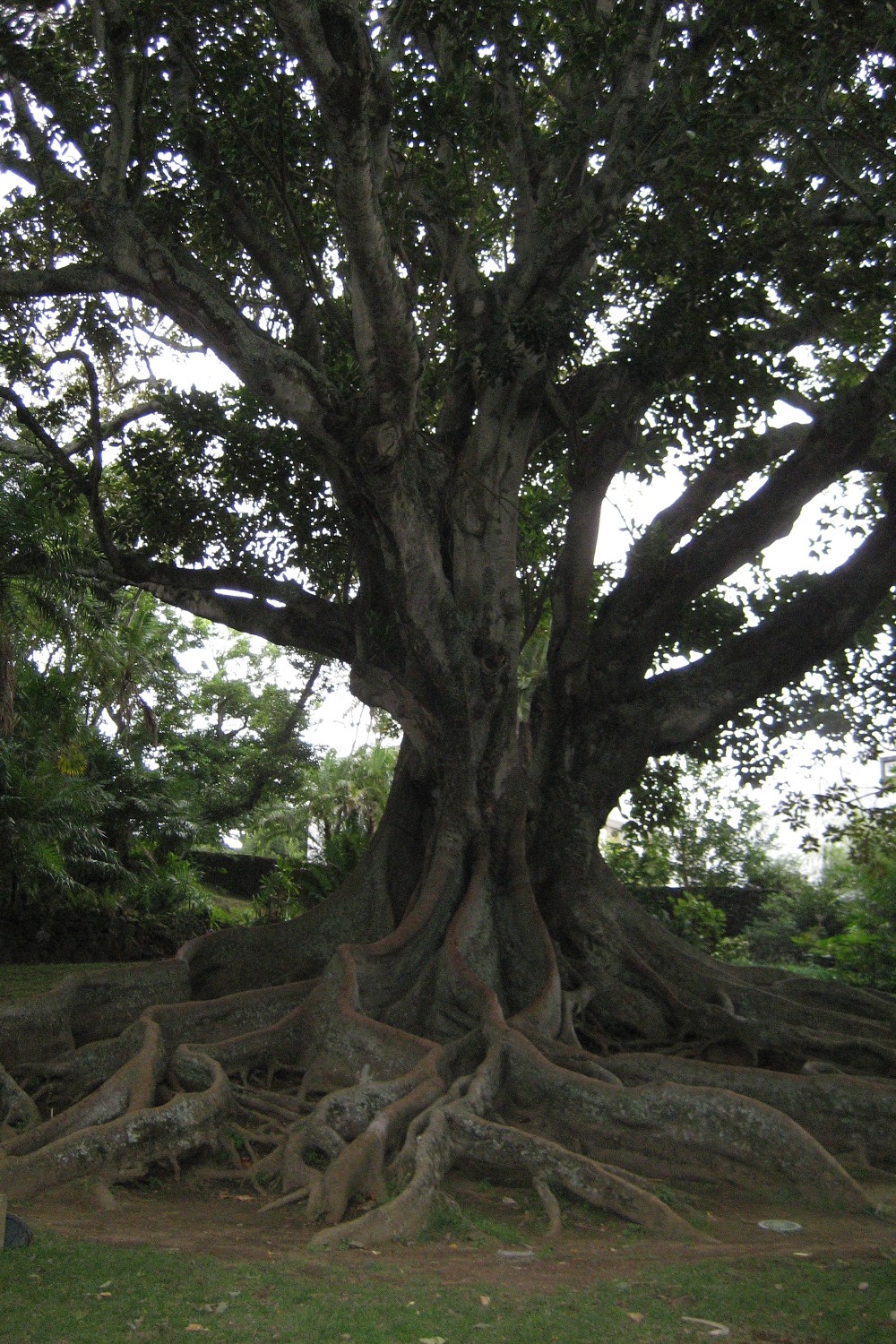 Gummibaum in Ponta Delgada