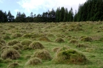 Im Hochland von Terceira