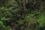 Mitten im Urwald...