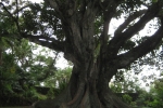 Gummibaum in Ponta Delgada