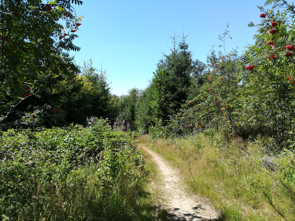 Bergische Wanderungen: Romantisches Eifgenbachtal