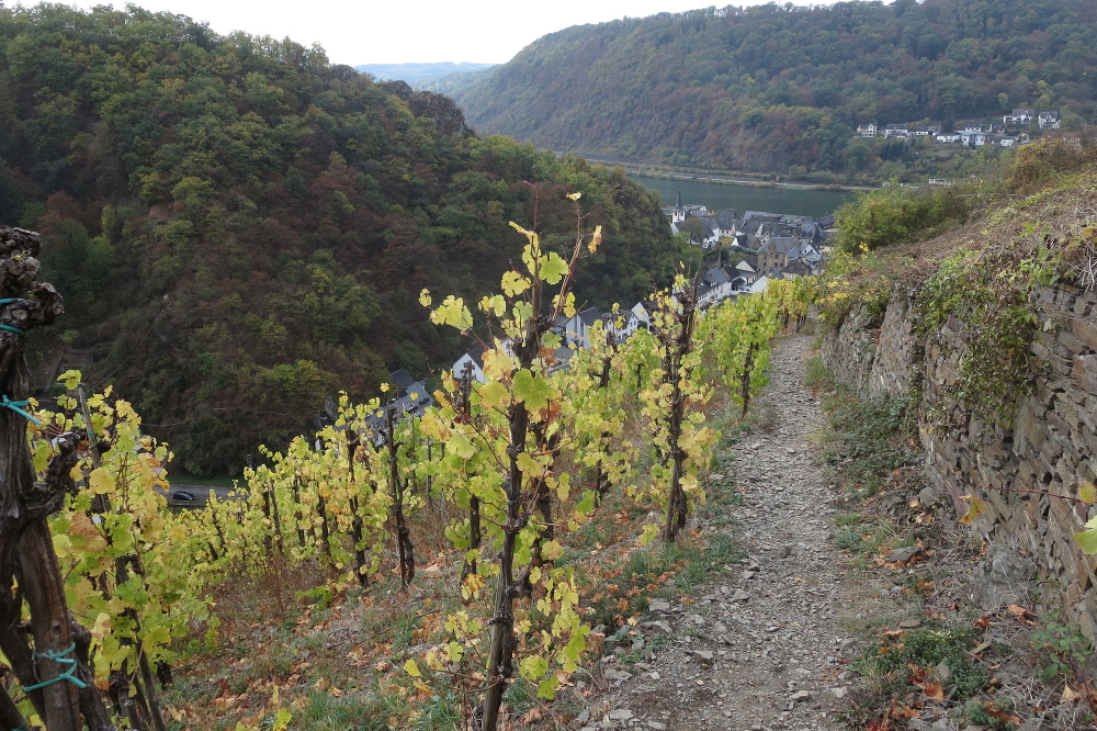 30. Int. Rhein-Mosel-Marathon - Durch die Weinberge nach Alken