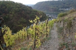 30. Int. Rhein-Mosel-Marathon - Durch die Weinberge nach Alken