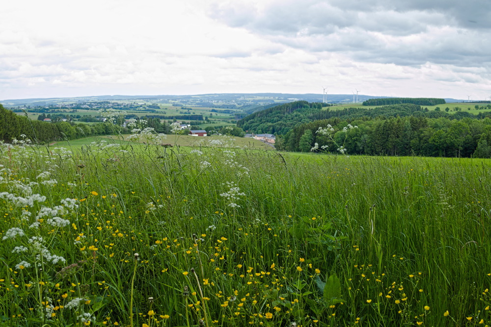 NaturWanderPark delux: Moore-Pfad Schneifel