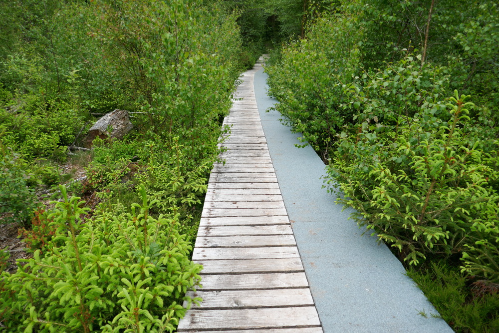 NaturWanderPark delux: Moore-Pfad Schneifel