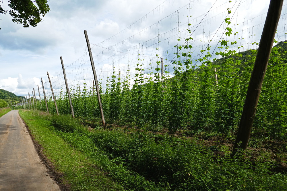 NaturWanderPark delux: Teufelsschlucht und Irreler Wasserfälle - Holsthumer Hopfen