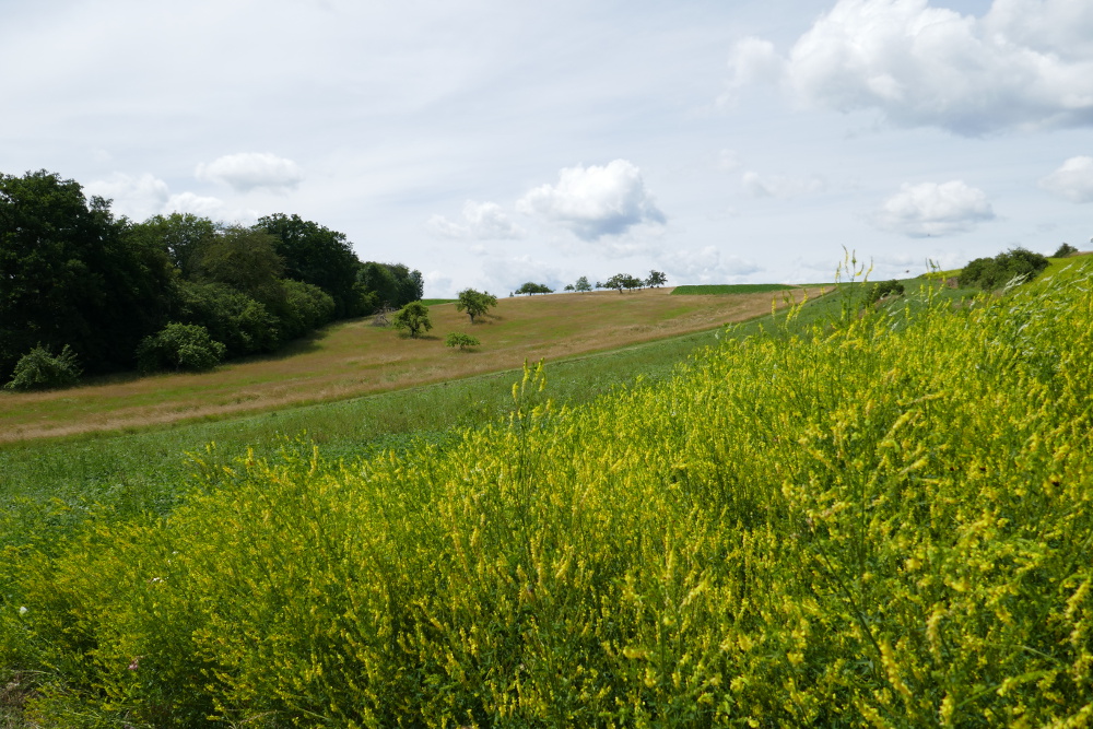Traumpfad Hatzenporter Laysteig