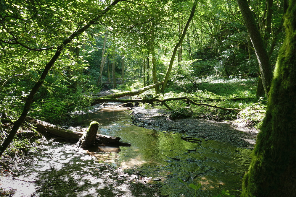Traumschleife Ehrbachklamm mit Schöneckschleife