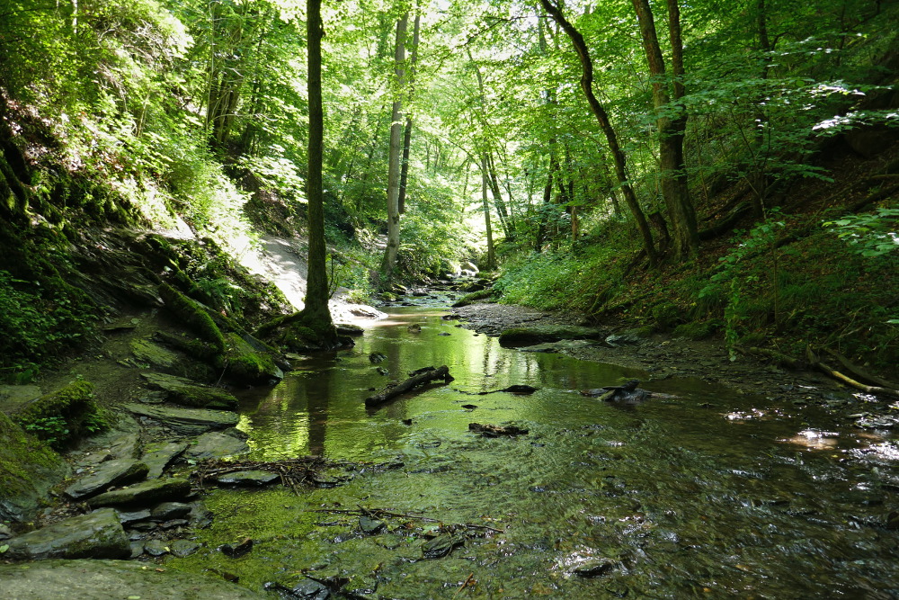 Traumschleife Ehrbachklamm mit Schöneckschleife