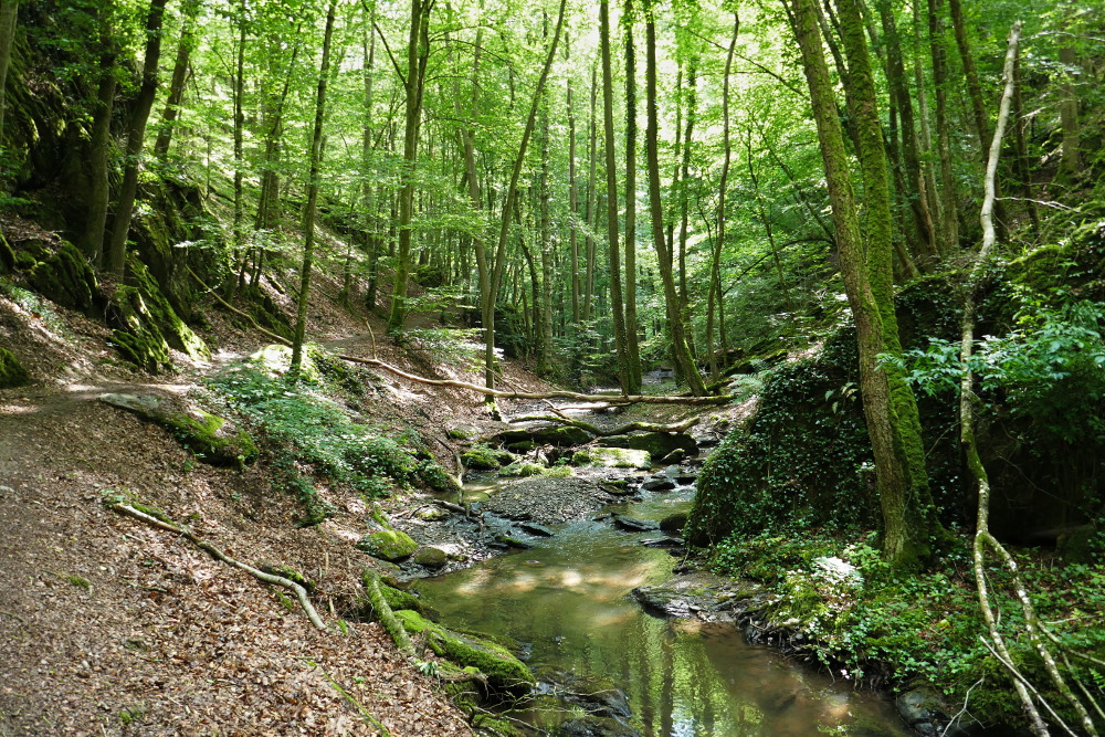Traumschleife Ehrbachklamm mit Schöneckschleife