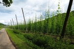 NaturWanderPark delux: Teufelsschlucht und Irreler Wasserfälle - Holsthumer Hopfen