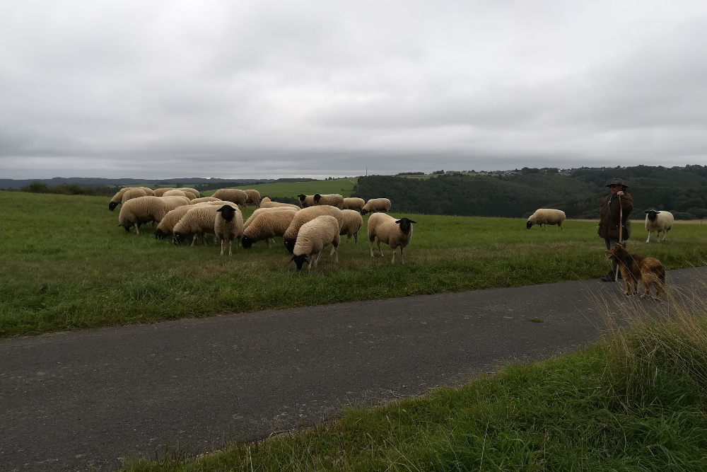 Nationalpark Eifel – Rund um Vogelsang