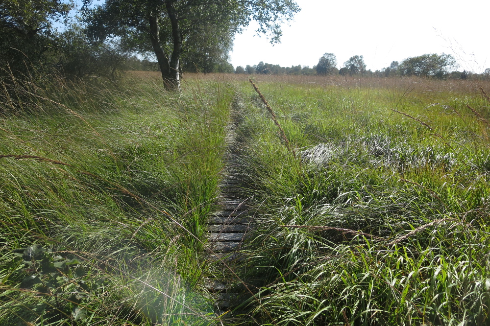 Hohes Venn – Rund um Ternell