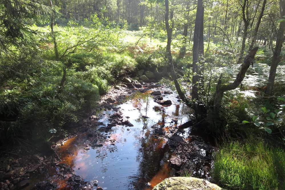 Hohes Venn – Rund um Ternell - Braunes Moorwasser
