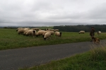 Nationalpark Eifel – Rund um Vogelsang