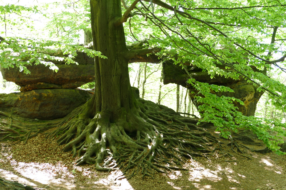 Malerweg #4 - Beeindruckende Wurzeln vor kleinem Felsentor