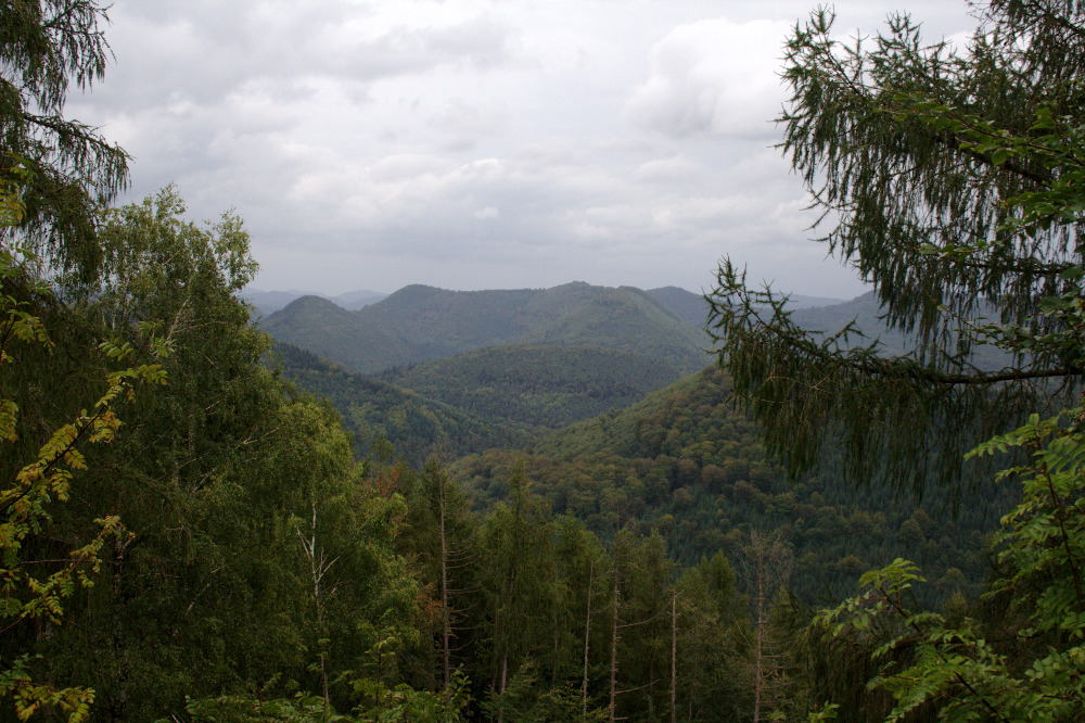 Felsenland Sagenweg - Noch mehr Wald...