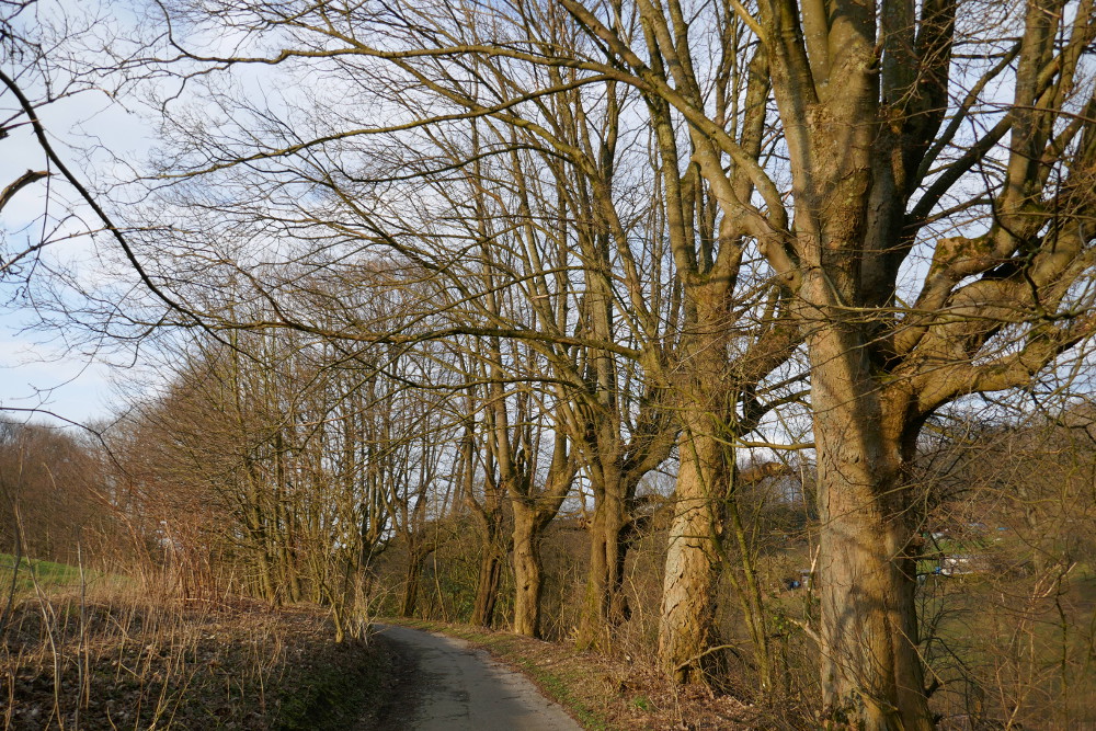 Gevelsberger Stadtwald - Hinnenberger Höhe