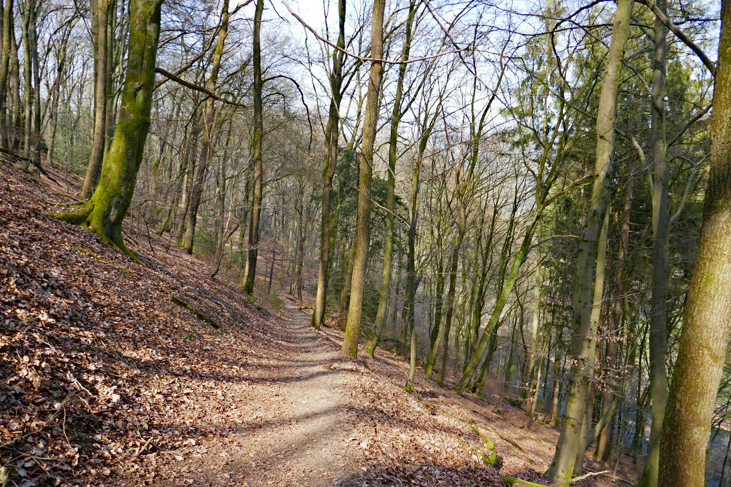 Bergische Wanderungen: Trampelpfade