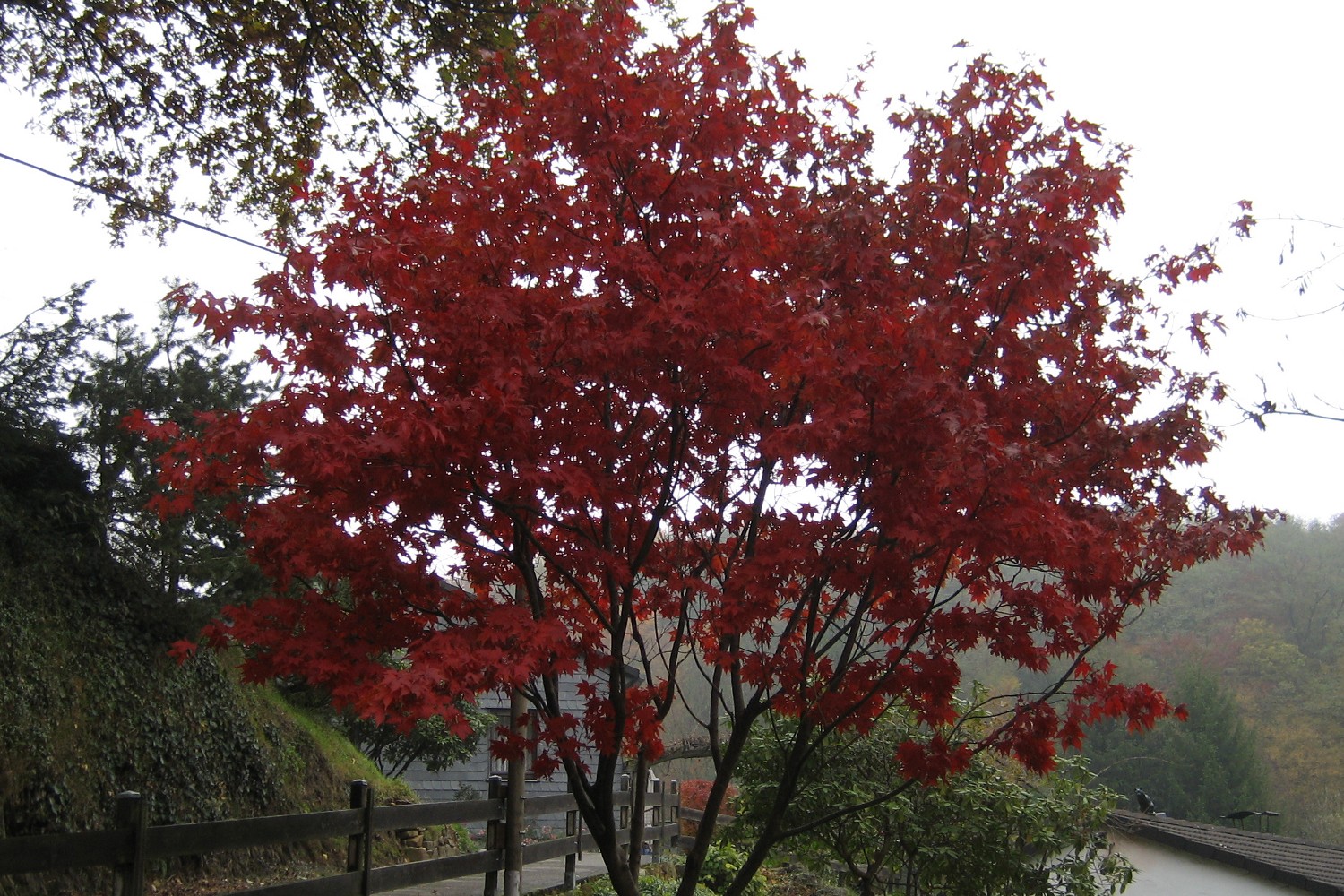 Rotahorn