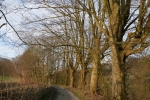 Gevelsberger Stadtwald - Hinnenberger Höhe