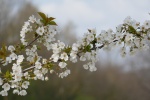 Kettwiger Panoramasteig - Etappe #1