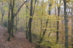 Herbstwald