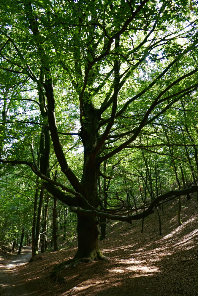 Hermannshöhen #02 – Von Hörstel bis Tecklenburg