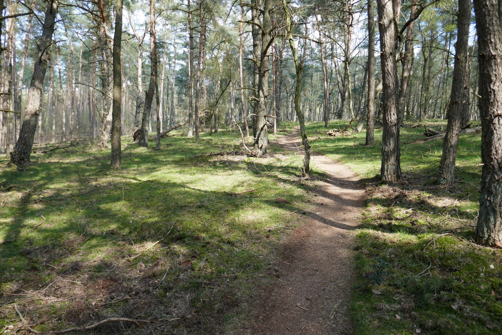 Hohe-Mark-Steig #08 – Wilder Westen