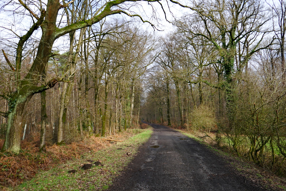 Hohe-Mark-Steig – Neue Wildnis