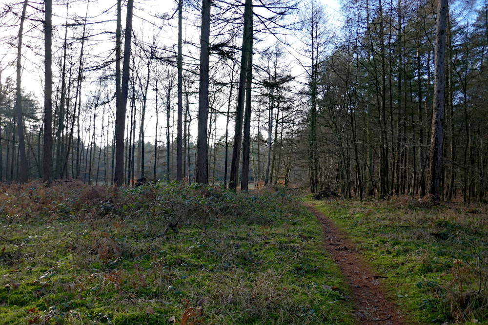Hohe-Mark-Steig – Neue Wildnis