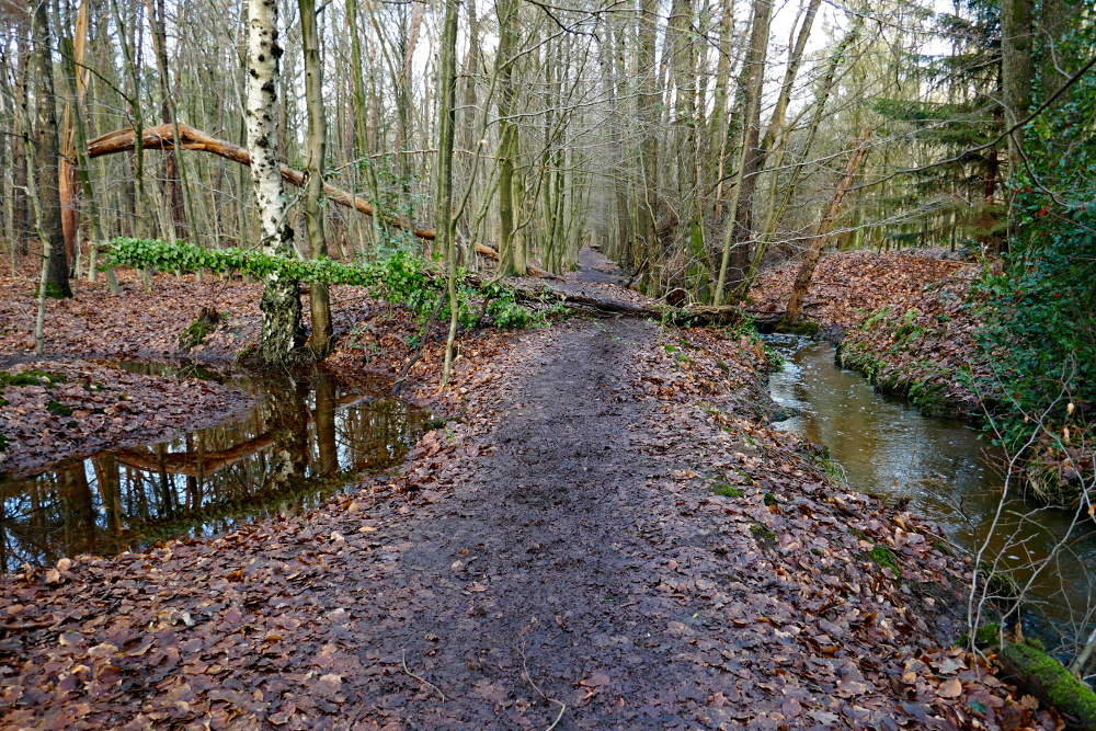Hohe-Mark-Steig – Neue Wildnis