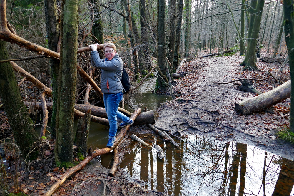 Hohe-Mark-Steig – Neue Wildnis