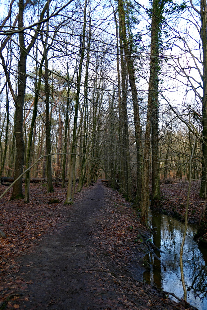 Hohe-Mark-Steig – Neue Wildnis