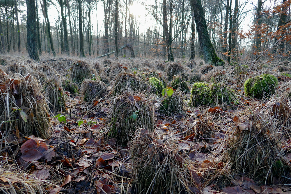 Hohe-Mark-Steig – Neue Wildnis