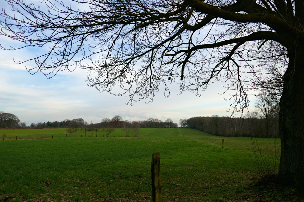 Hohe-Mark-Steig – Neue Wildnis