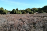 Hohe-Mark-Steig - Stadt Land Fluss - Westruper Heide