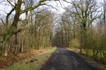Hohe-Mark-Steig – Neue Wildnis