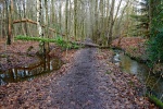 Hohe-Mark-Steig – Neue Wildnis