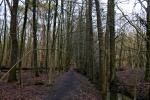 Hohe-Mark-Steig – Neue Wildnis