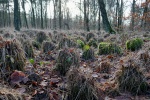 Hohe-Mark-Steig – Neue Wildnis