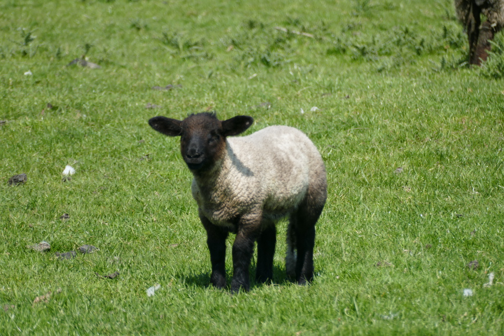 Irland – Beara Way – Von Castletownbere nach Allihies