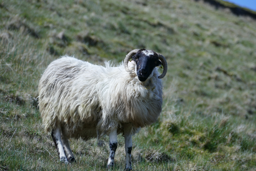 Irland – Beara Way – Von Allihies nach Eyeries