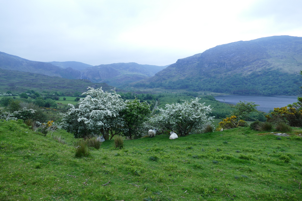 Irland – Beara Way – Von Lauragh nach Kenmare