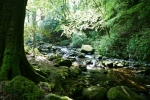 Irland – Killarney-Nationalpark